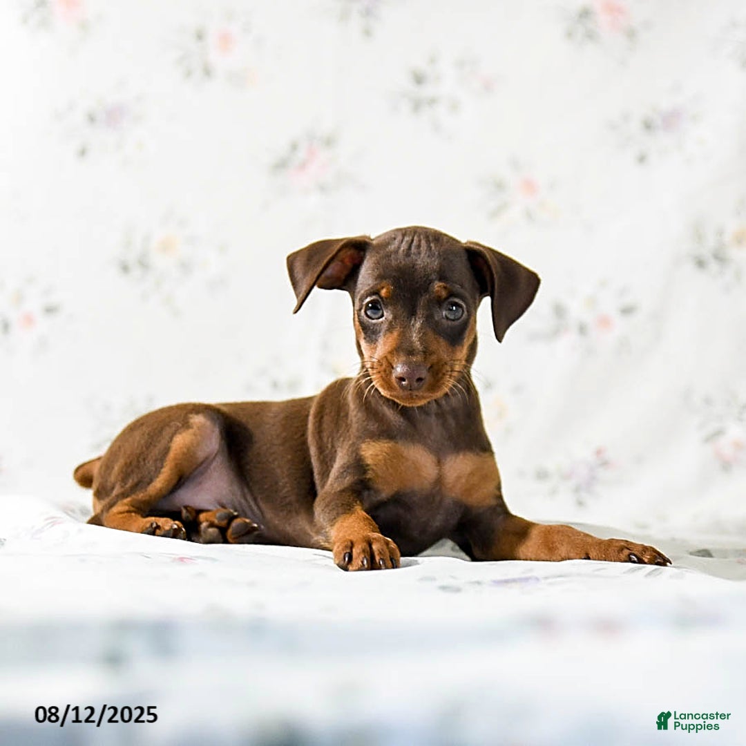 Miniature Pinscher dogs for sale: Chief - Image 5