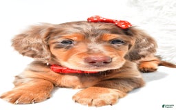 Dachshund dogs for sale: Kody - Image 3