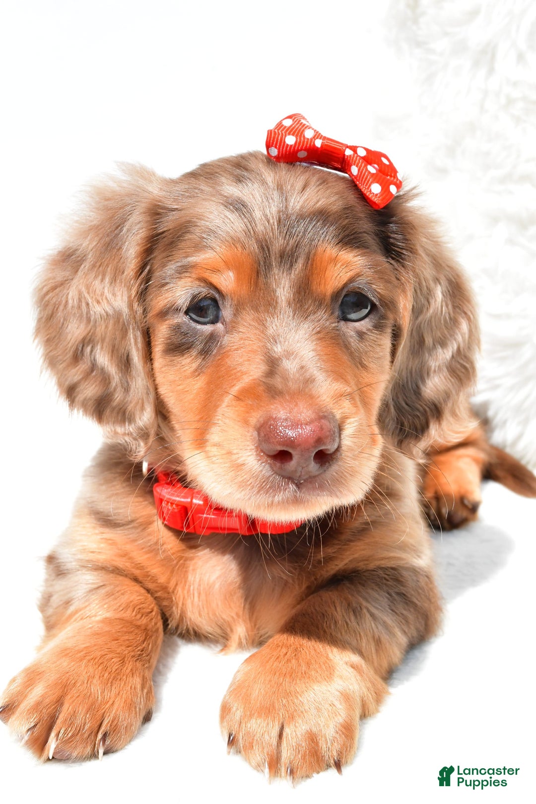 Dachshund dogs for sale: Kody - Image 3