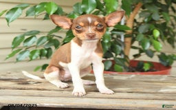Rat Terrier dogs for sale: Rhonda - Image 2