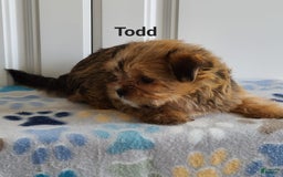 Shorkie dogs for sale: Todd - Image 1