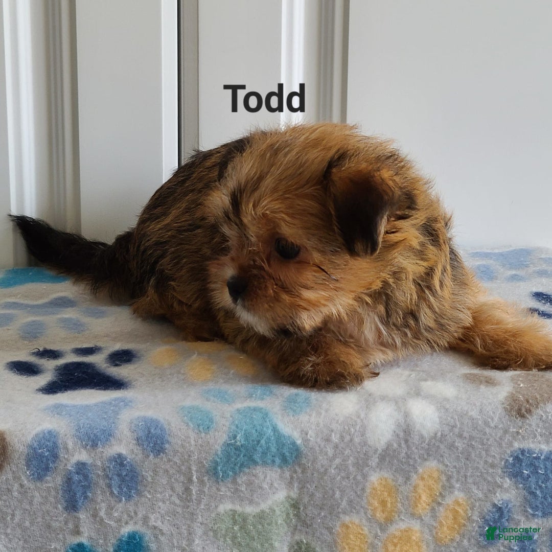 Shorkie dogs for sale: Todd - Image 1