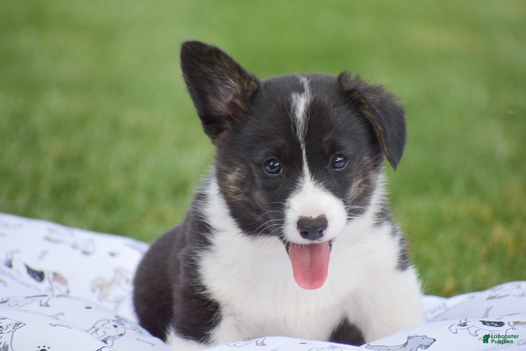 Welsh Corgi Pembroke dogs for sale: Rhett - Image 1