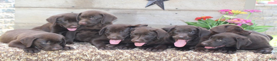 Buckshot
