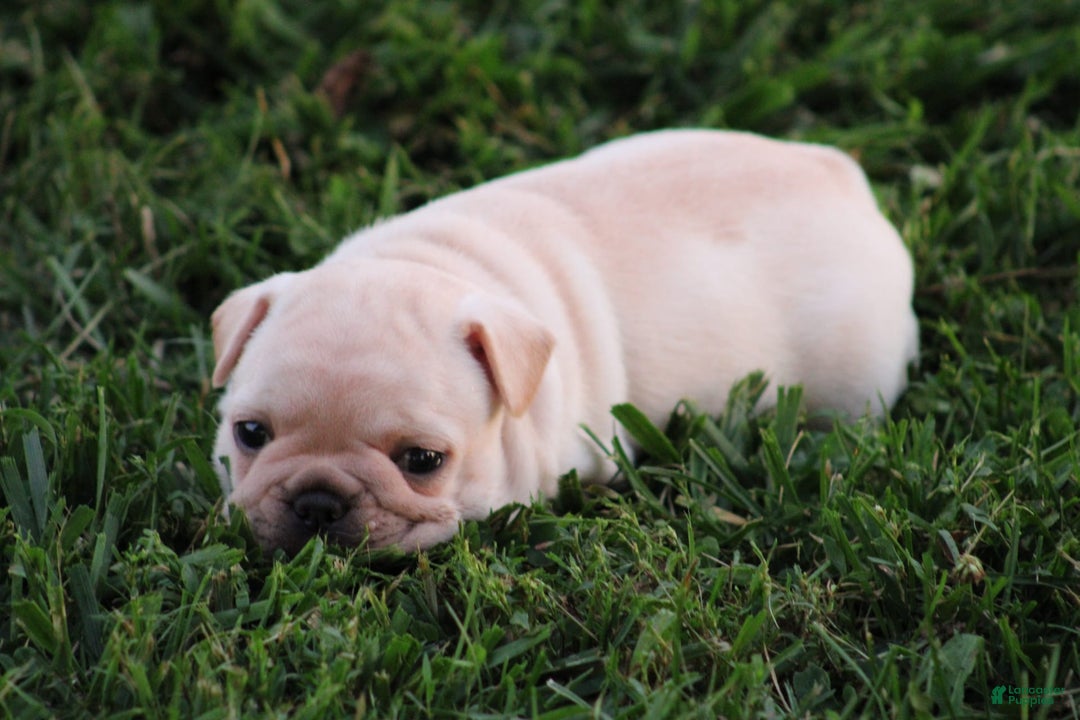French Bulldog dogs for sale: Lincoln - Image 6