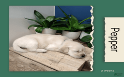 Golden Retriever dogs for sale: Pepper - Image 10