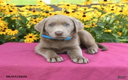 Labrador Retriever dogs for sale: Caboose - Image 3