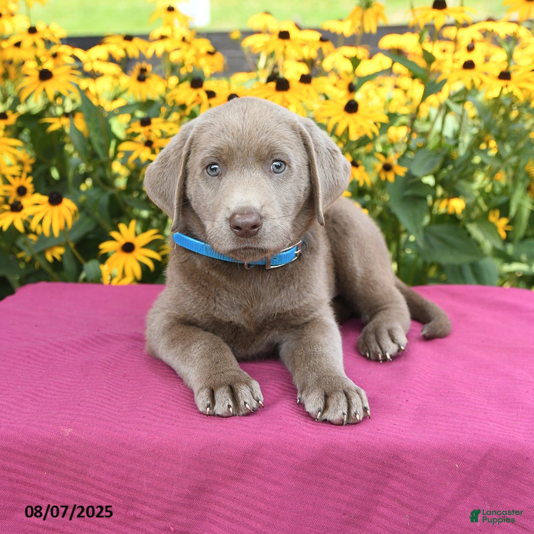 Labrador Retriever dogs for sale: Caboose - Image 3
