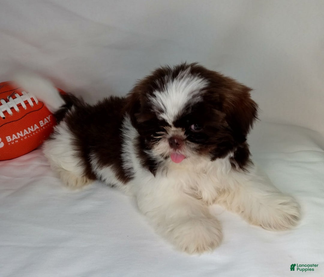Shih Tzu dogs for sale: Weston - Image 10