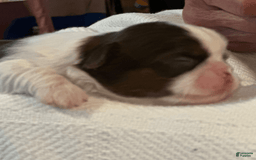 Shih Tzu dogs for sale: Sally - Image 4