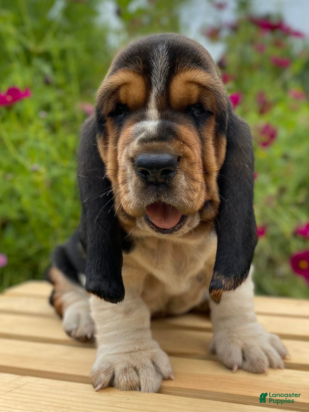 Basset Hound dogs for sale: Sadie - Image 4