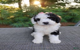 Bernedoodle dogs for sale: Taya - Image 2