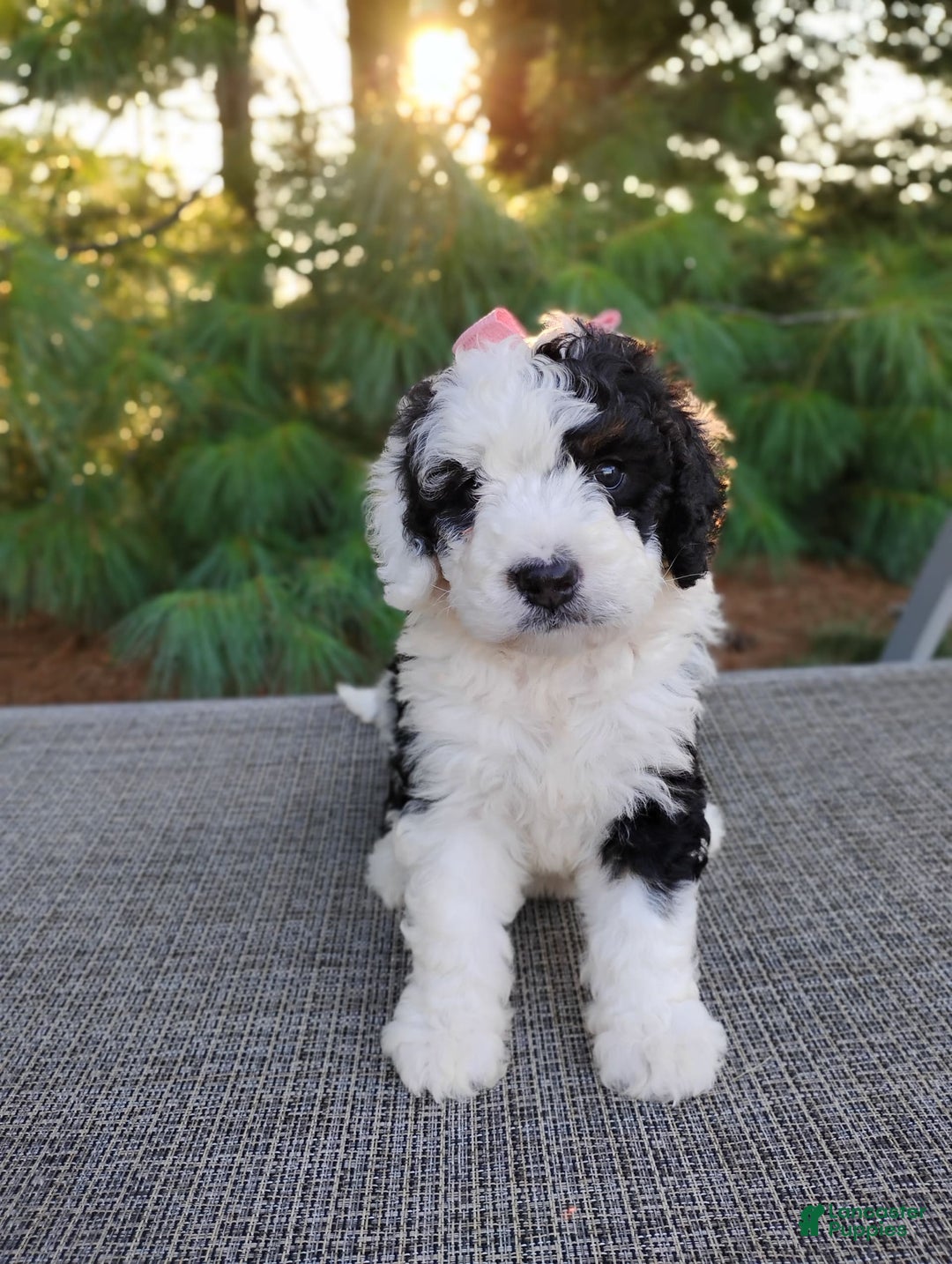 Bernedoodle dogs for sale: Taya - Image 2