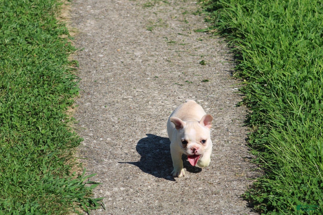 French Bulldog dogs for sale: Melanie - Image 14