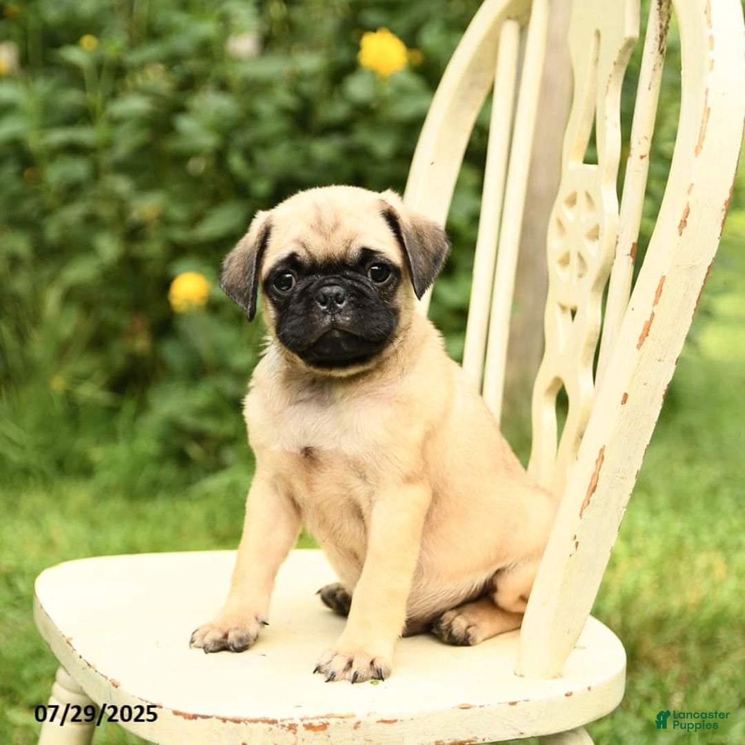 Pug dogs for sale: Trigger - Image 9