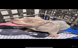 American Bully dogs for sale: Lance - Image 2