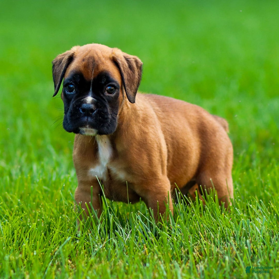 Boxer dogs for sale: Douglas - Image 1