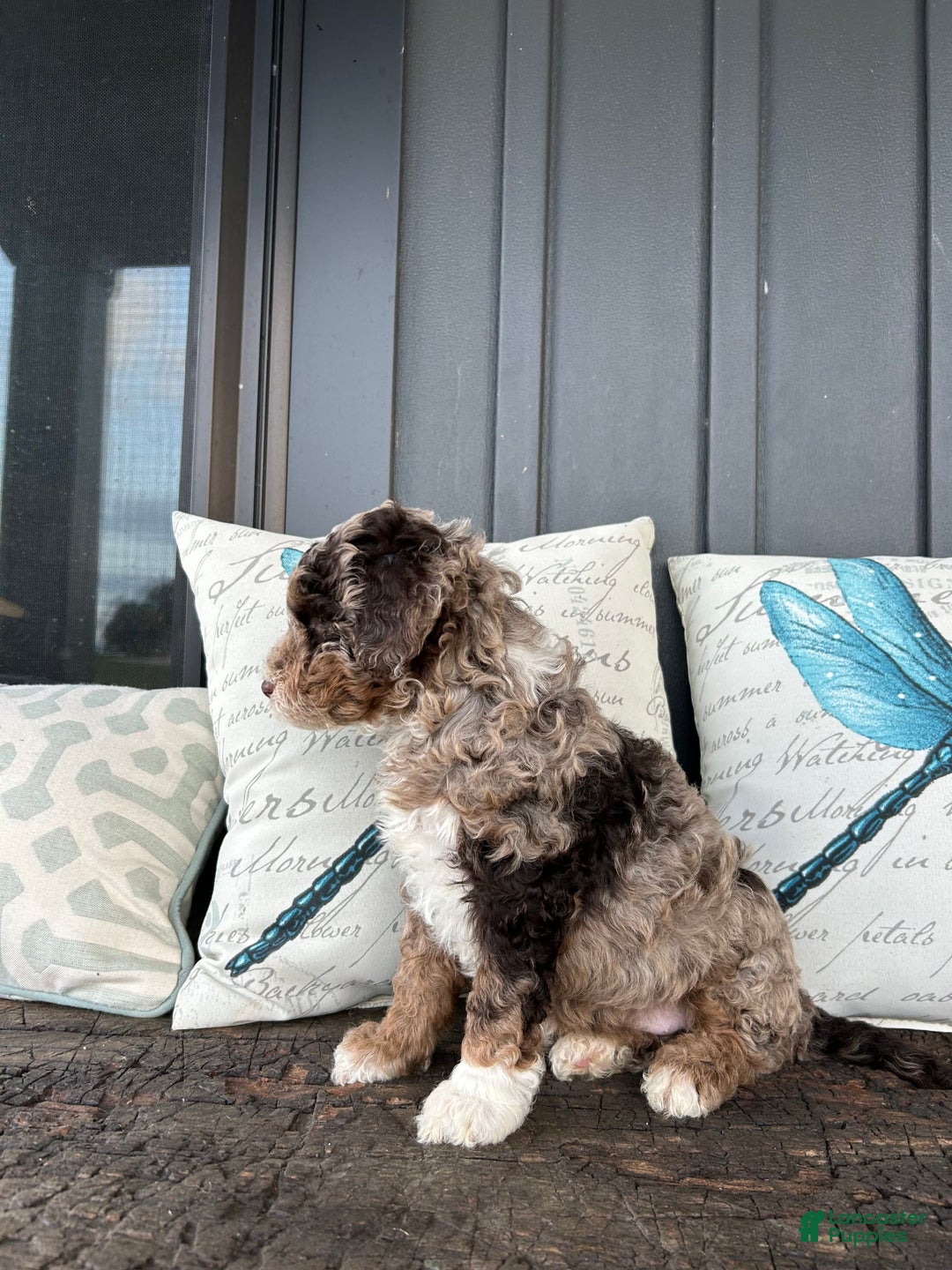 Aussiedoodle dogs for sale: Willow - Image 3