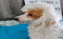 Miniature Poodle dogs for sale: Prisca - Image 2
