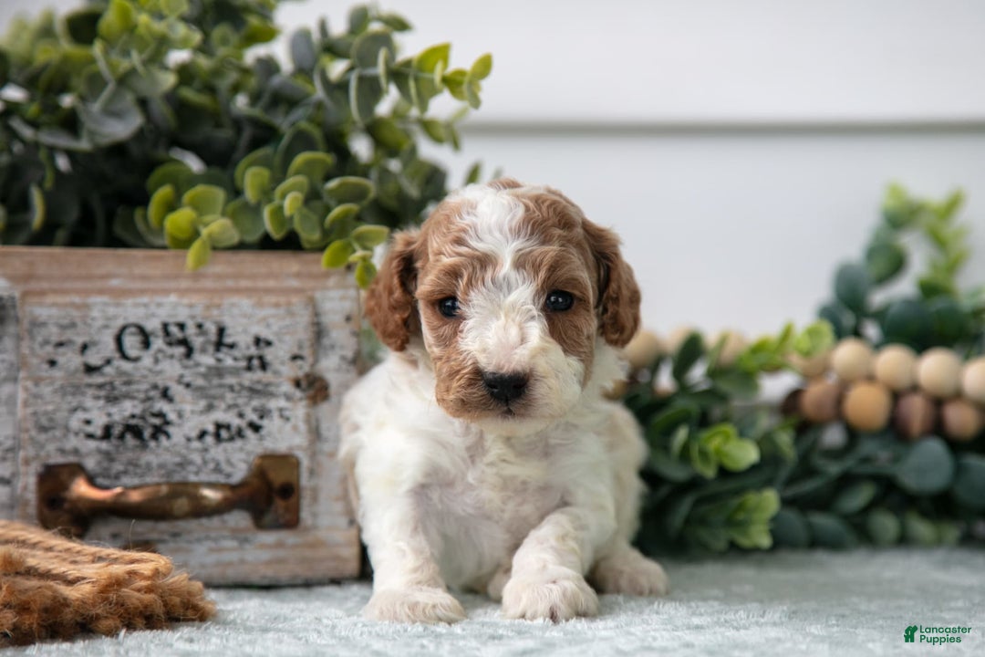 Miniature Poodle dogs for sale: Chip - Image 2