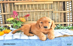 Golden Retriever dogs for sale: Golden Retriever 11 puppies - Image 15