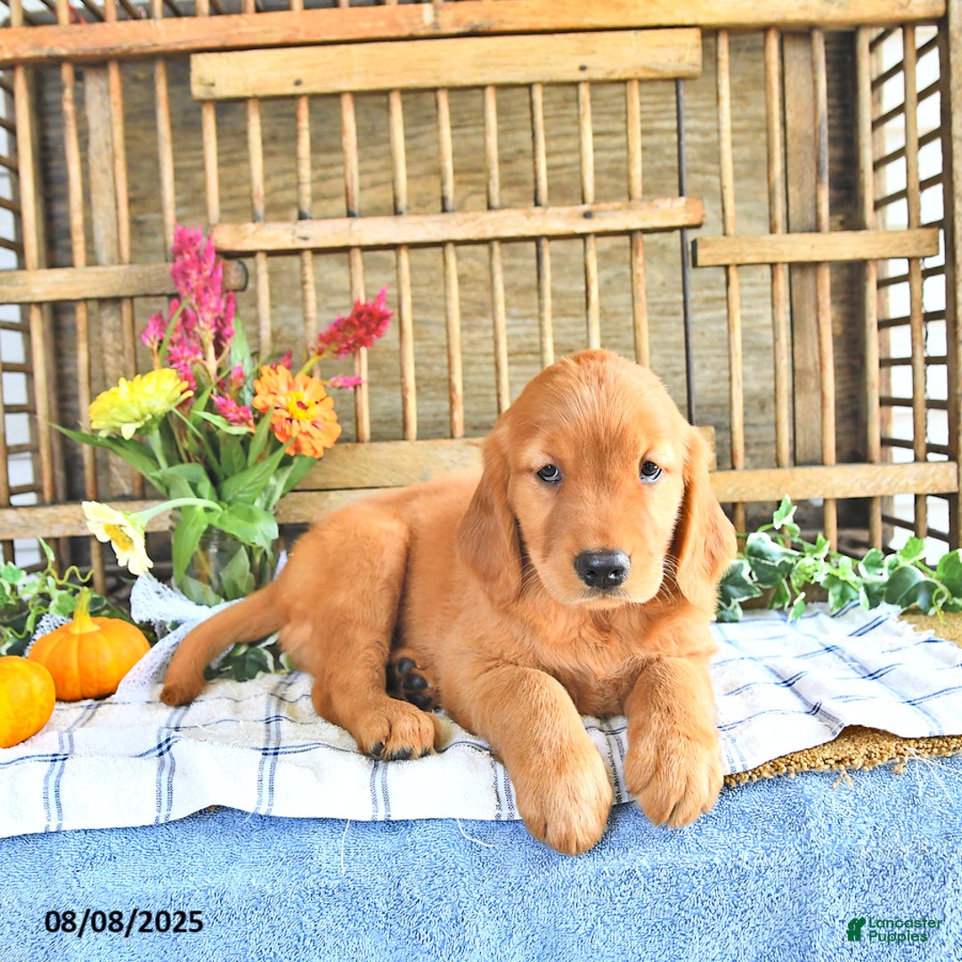 Golden Retriever dogs for sale: Golden Retriever 11 puppies - Image 15