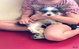 Yorkshire Terrier dogs for sale: Patrick Starr - Image 44