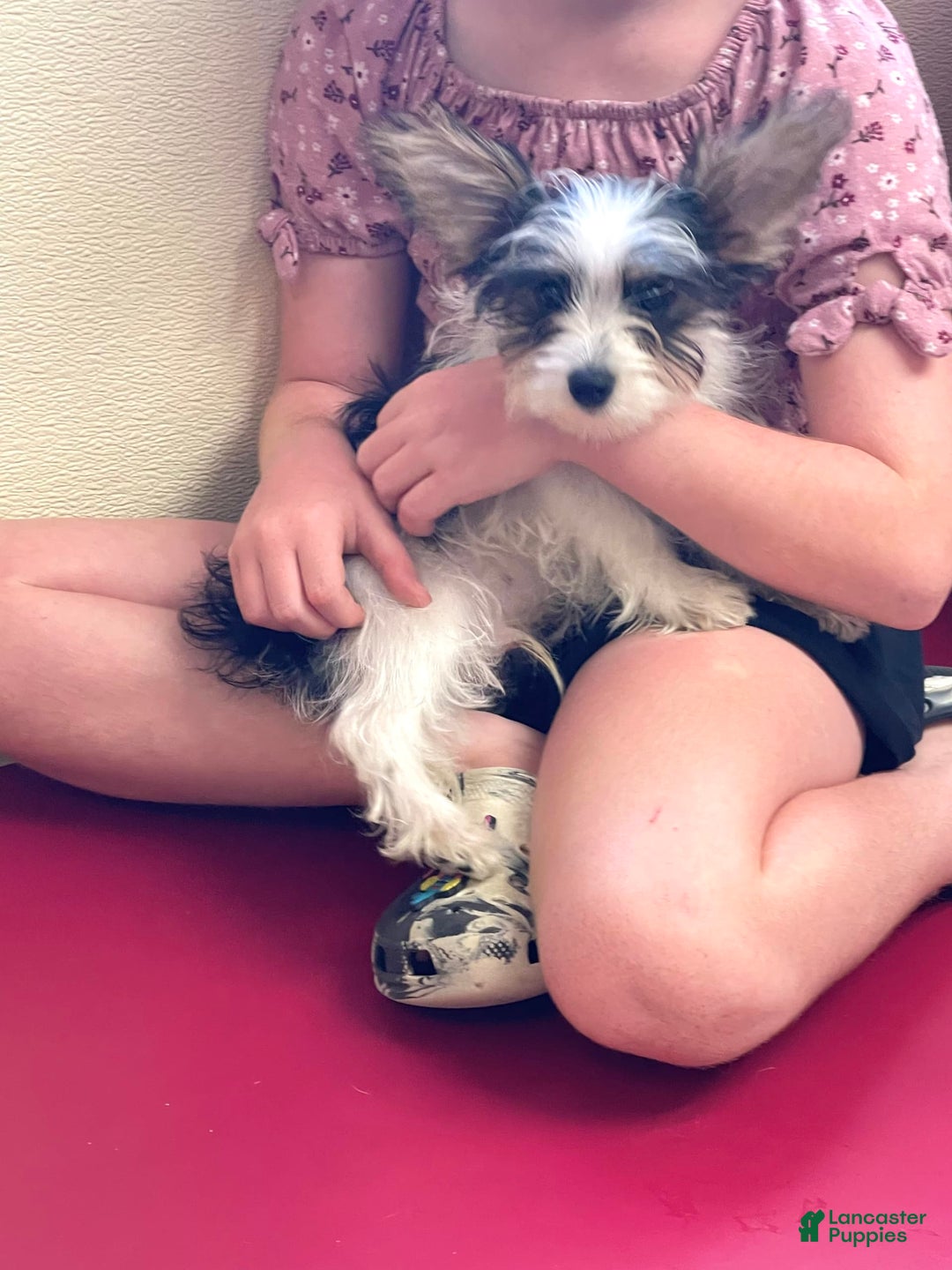 Yorkshire Terrier dogs for sale: Patrick Starr - Image 44