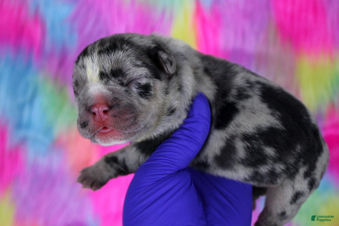 American Bully dogs for sale: Black Merle Female - Image 2