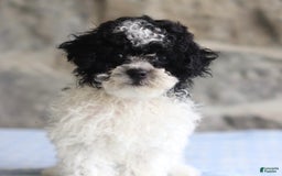 Toy Poodle dogs for sale: Prince - Image 5