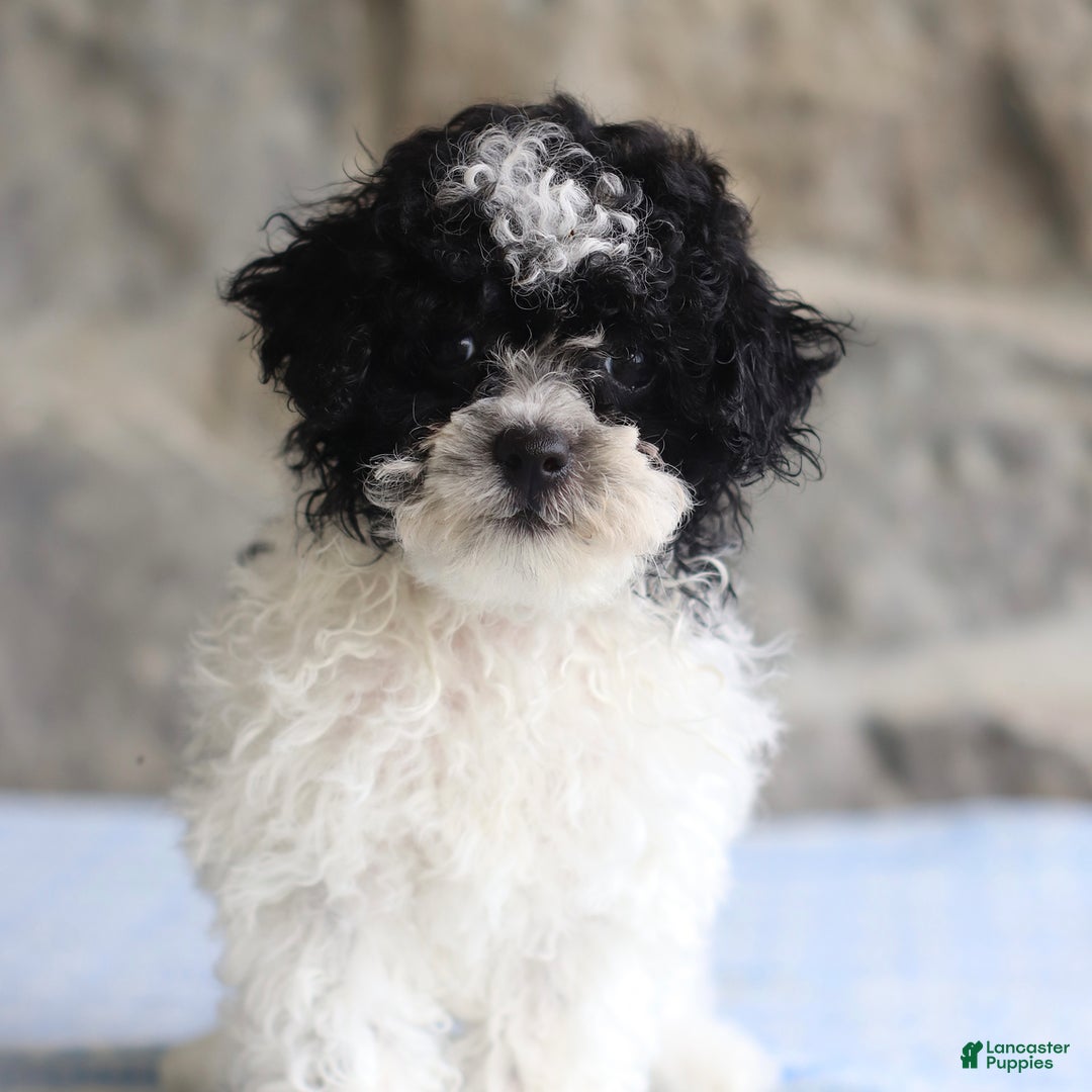 Toy Poodle dogs for sale: Prince - Image 5