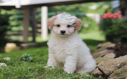 Mini Aussiedoodle dogs for sale: Dottie - Image 7