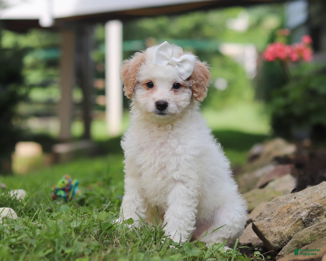 Mini Aussiedoodle dogs for sale: Dottie - Image 7