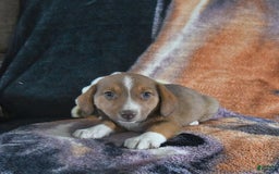 Australian Shepherd dogs for sale: Basil - Image 12