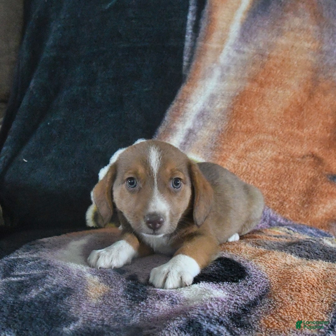 Australian Shepherd dogs for sale: Basil - Image 12
