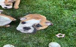 English Bulldog dogs for sale: Mr. Mans Jr. - Image 1