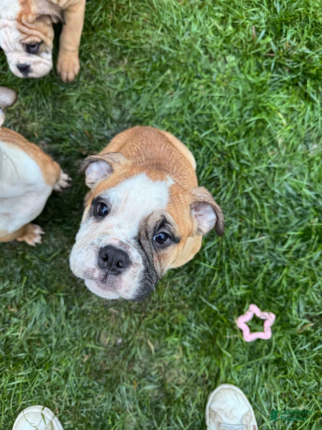 English Bulldog dogs for sale: Mr. Mans Jr. - Image 1