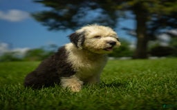 Old English Sheepdog dogs for sale: Fluffy - Image 9