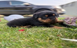 Rottweiler dogs for sale: Berry - Image 4