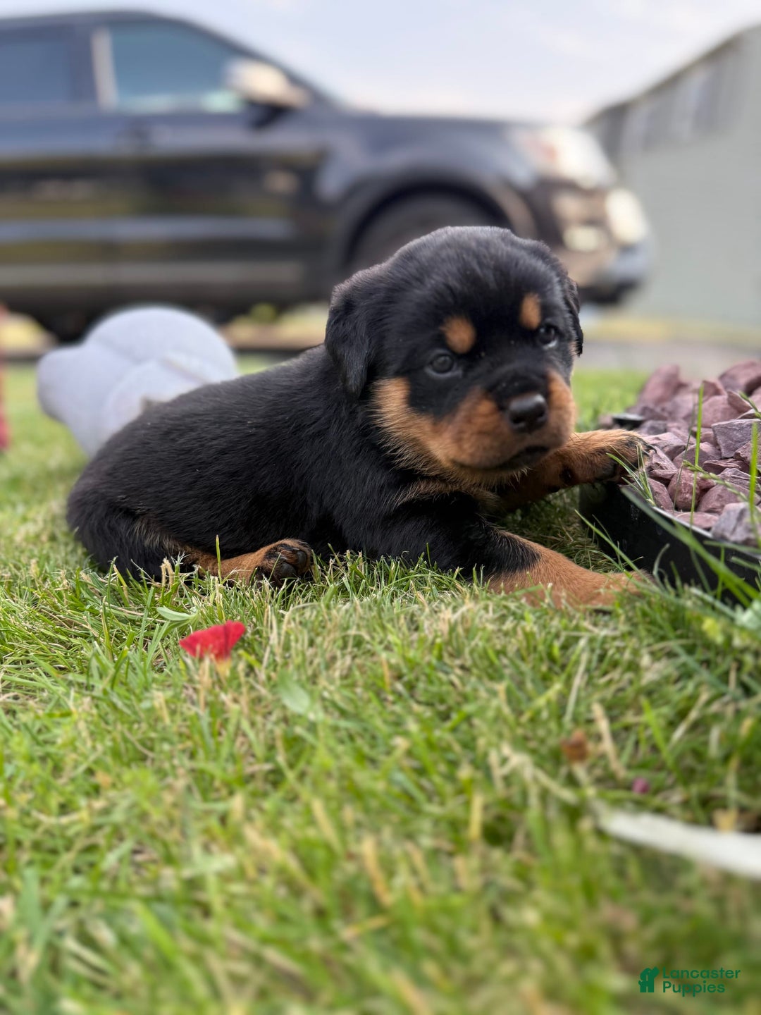 Rottweiler dogs for sale: Berry - Image 4