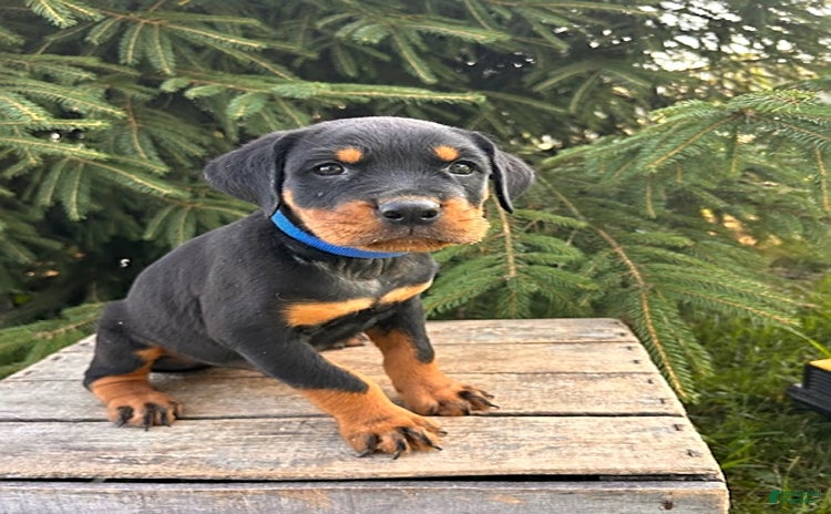 Rottweiler dogs - Advert 4