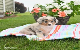 Welsh Corgi Pembroke dogs for sale: Trixie - Image 5