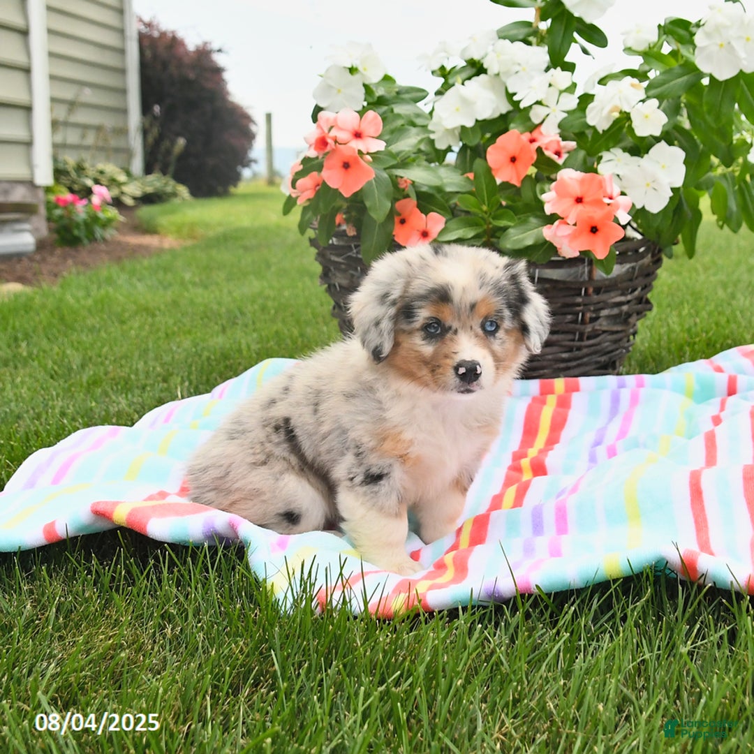 Welsh Corgi Pembroke dogs for sale: Trixie - Image 5