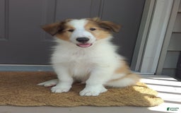 Collie dogs for sale: Bandit - Image 12