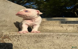 Pug dogs for sale: Selene - Image 1
