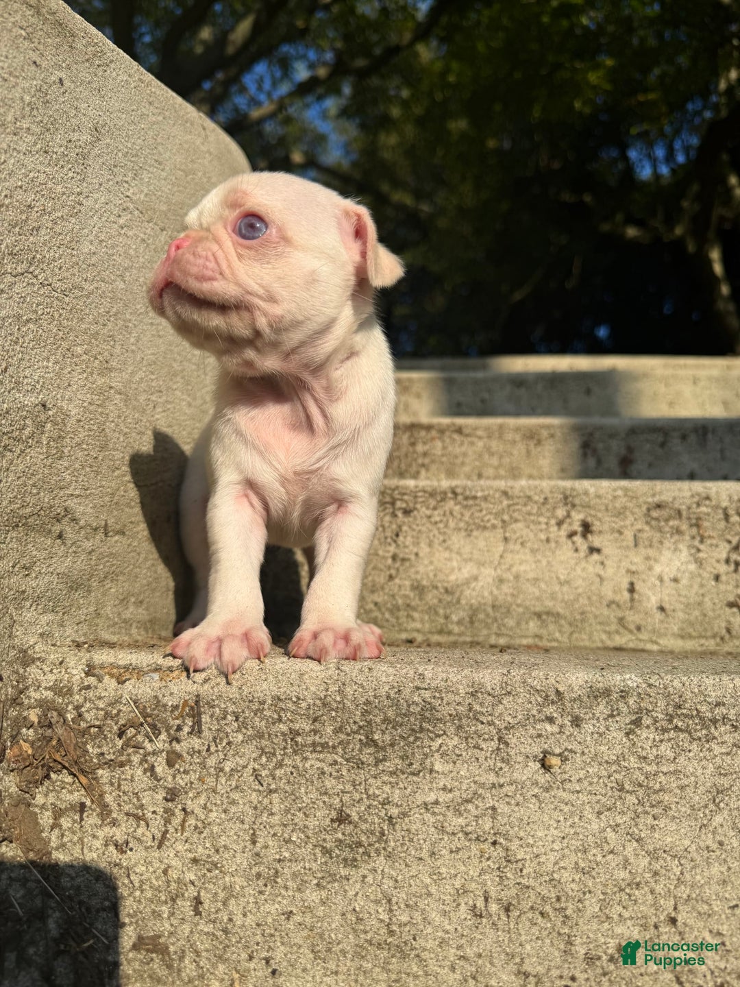 Pug dogs for sale: Selene - Image 1