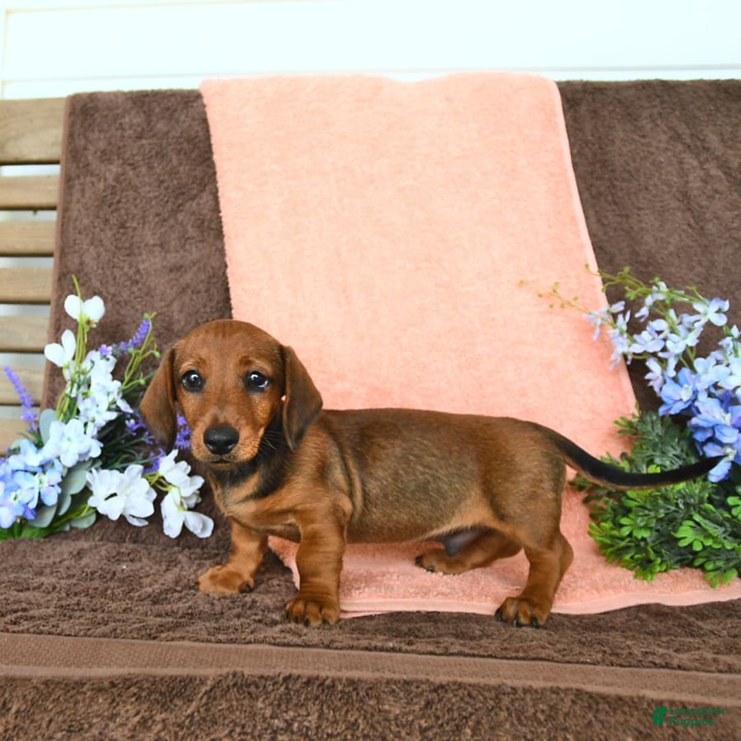 Miniature Dachshund dogs for sale: Patrick - Image 8