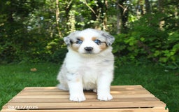 Australian Shepherd dogs for sale: Ashley - Image 2