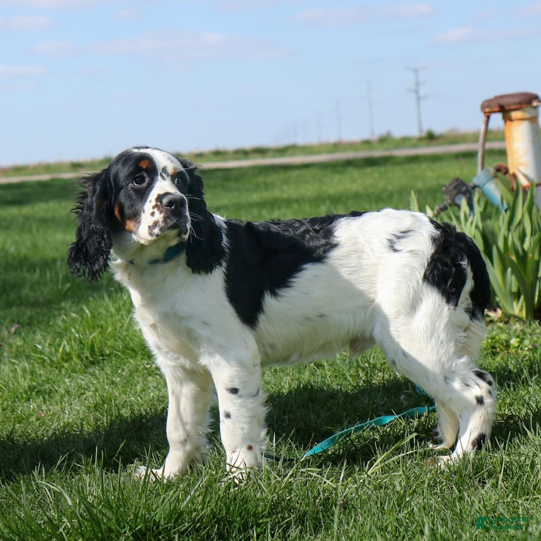 Saint Berdoodles dogs for sale: Buddy - Image 12