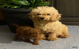 Yorkiepoo dogs for sale: Paxton - Image 4